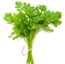 Coriander Leaves