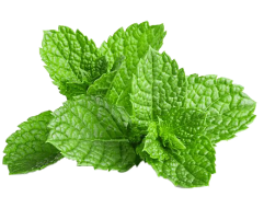 Mint Leaves 1kg