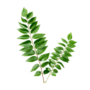 Curry Leaves